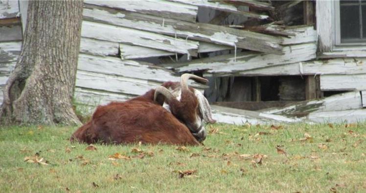 4981 george west road goat.jpg