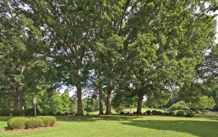 5869 u.s. 158 trees.jpg